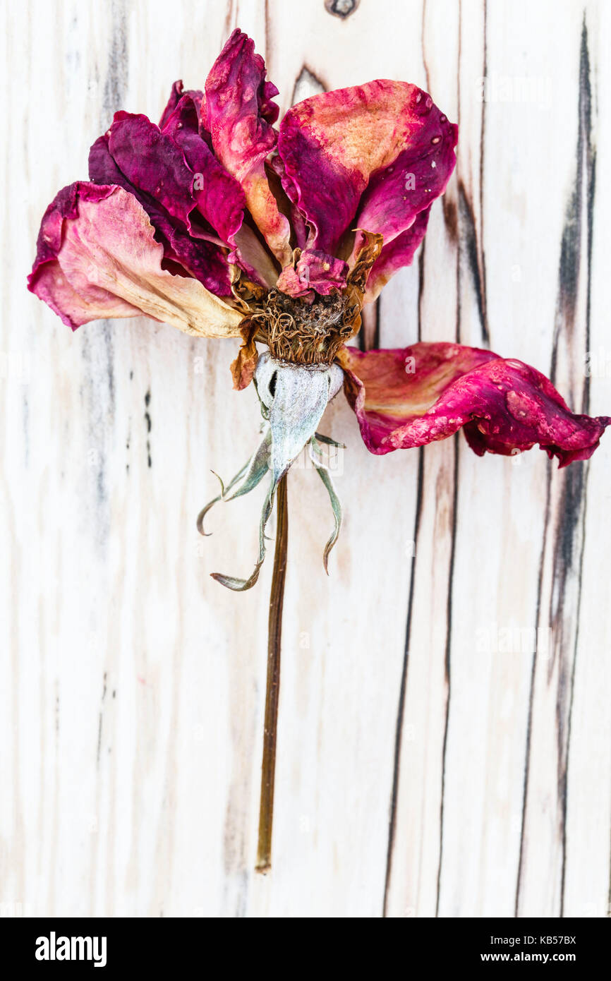 Still Life, rose, fleur fanée, Evanescence, Banque D'Images