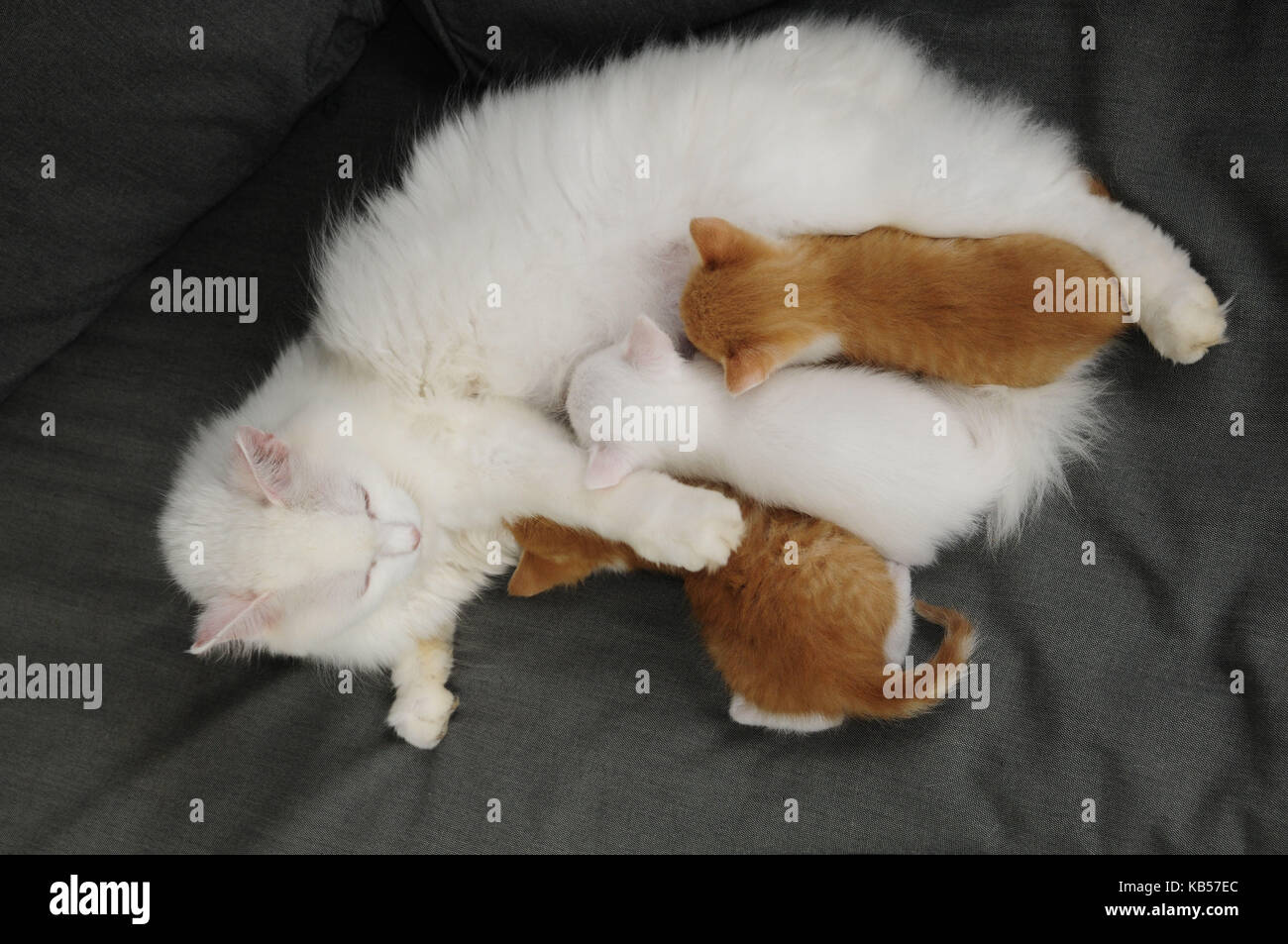 Cat longhair blanc ses infirmières trois chatons Banque D'Images