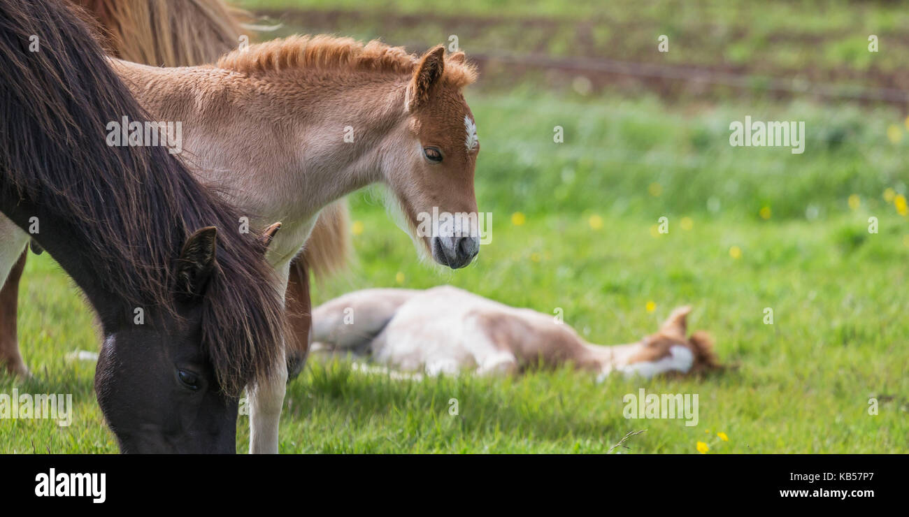 Mare et nouvelle naissance poulain islandais l'Islande, les chevaux de race pure, de l'islande Banque D'Images