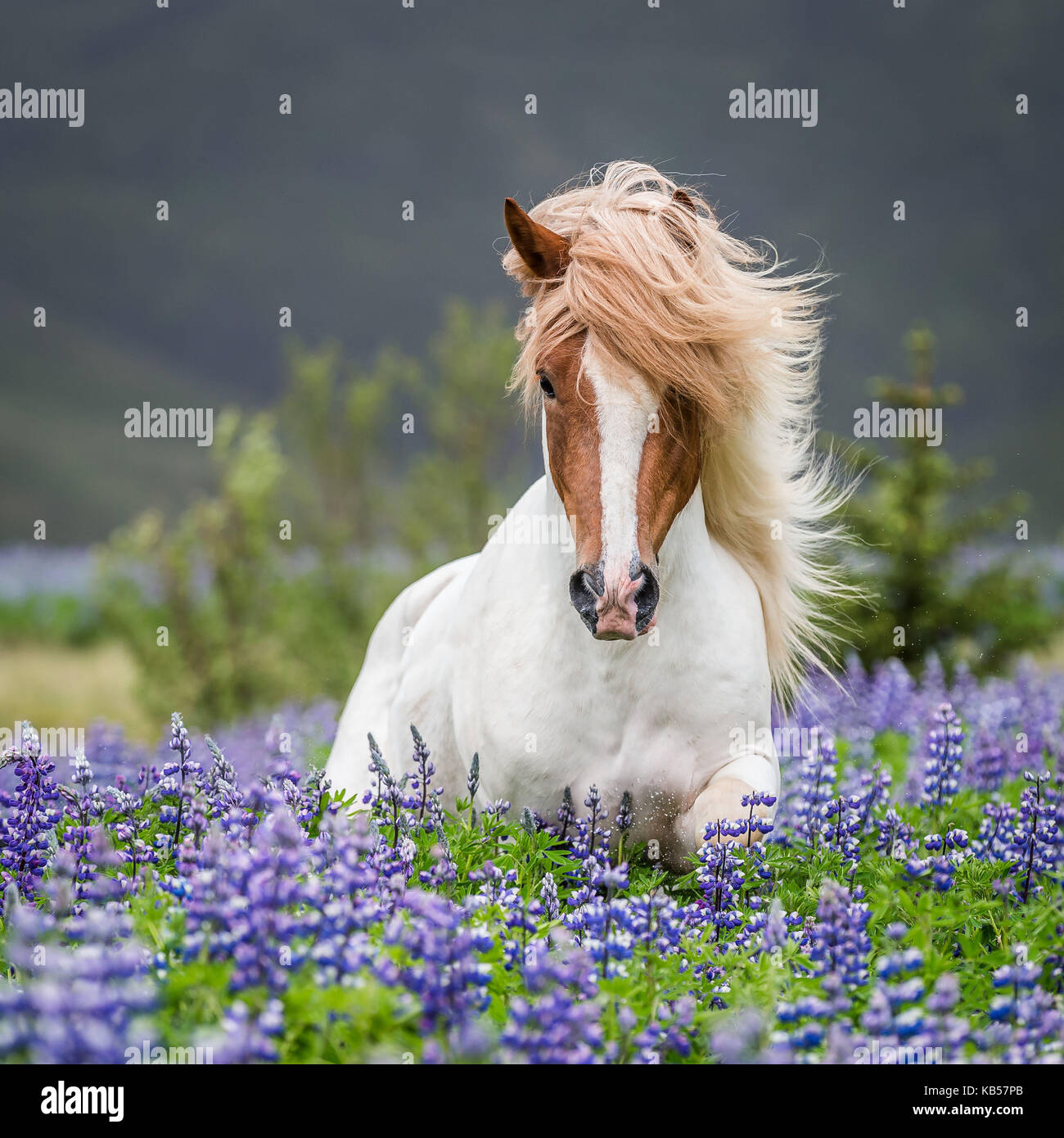 L'exécution par le lupin, cheval de race pure dans l'été de fleurs de lupins, Islande Banque D'Images