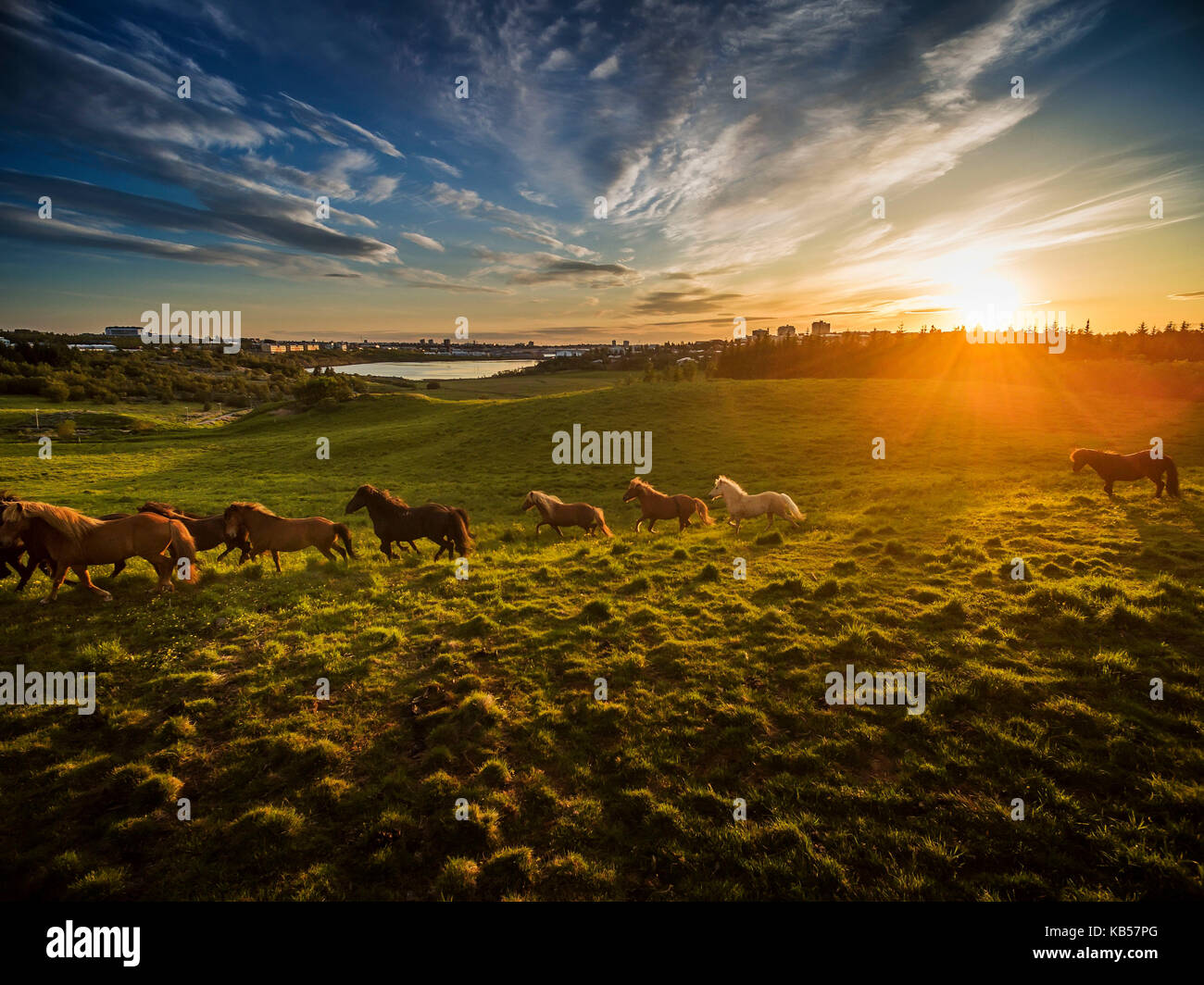 Chevaux Islandais et le coucher du soleil, l'Icelandic Horse race dans l'été de fleurs de lupins, Islande Banque D'Images