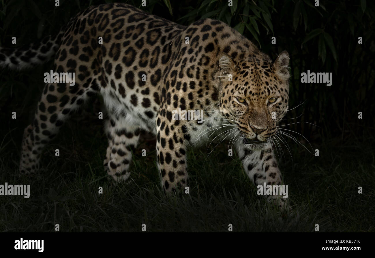 Amur Leopard, Panthera pardus orientalis, prowl par nuit Banque D'Images