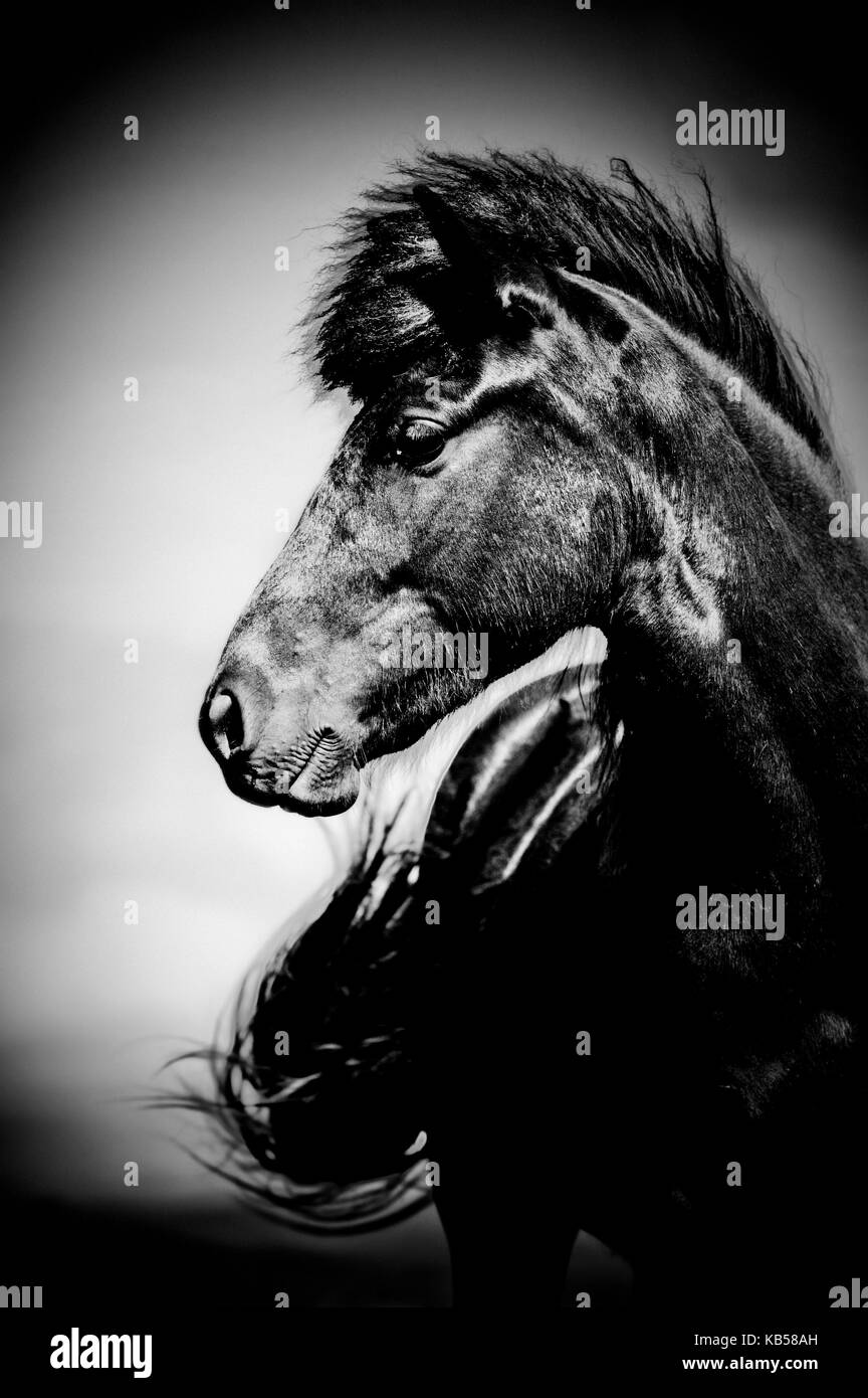Cheval islandais, Islande Banque D'Images