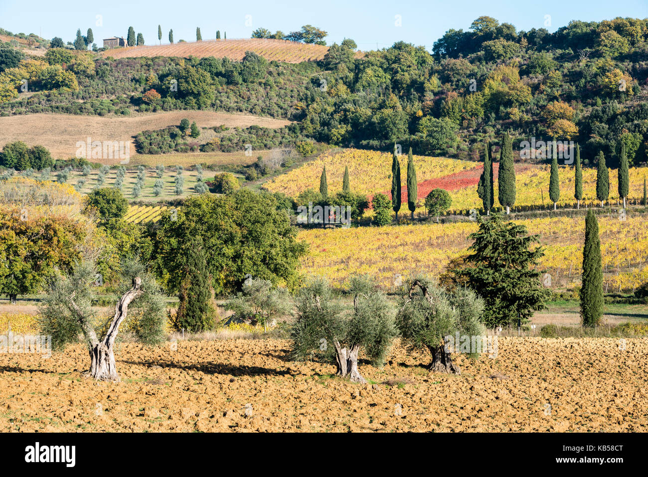 Fermer la vue d'oliviers sur les terres et d'une charrue vigne à l'arrière-plan coloré Banque D'Images