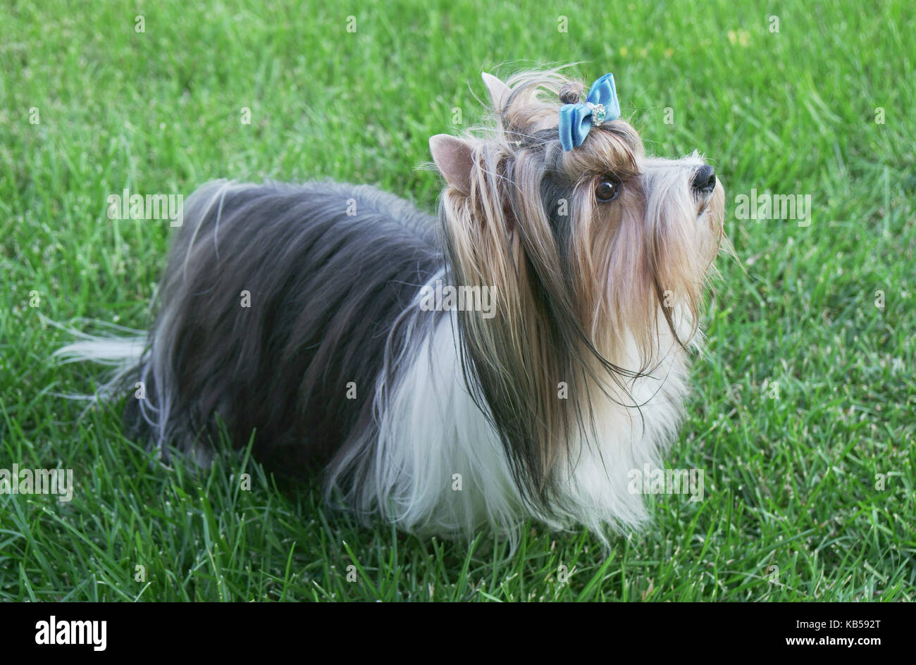 Beau Mâle Race De Chien Yorkshire Terrier Castor Avec Noeud