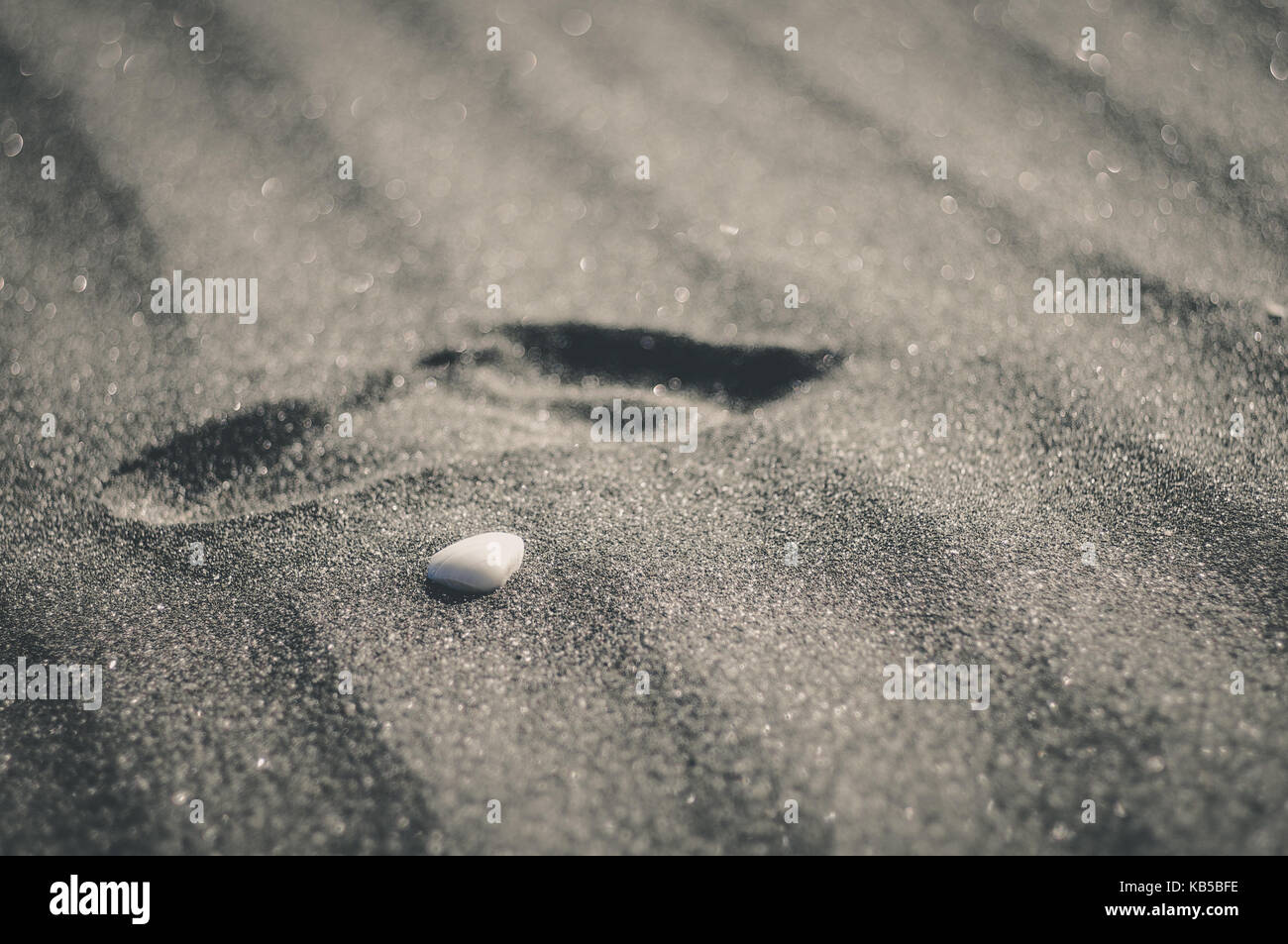 Un coquillage sur un rivage solitaire rencontre une empreinte Banque D'Images