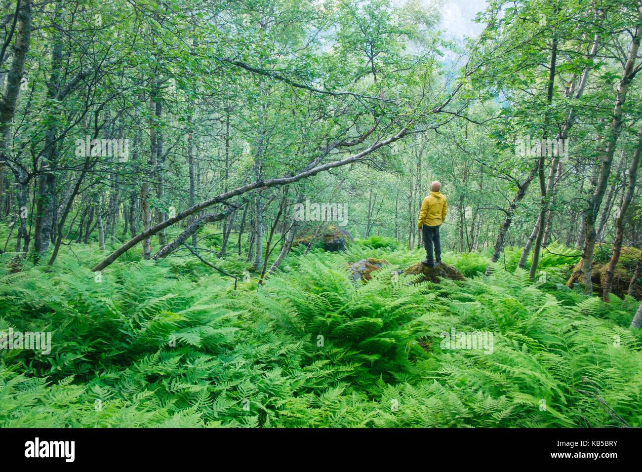 Tourisme à elle seule dans un écrin de forêt norvégien Banque D'Images