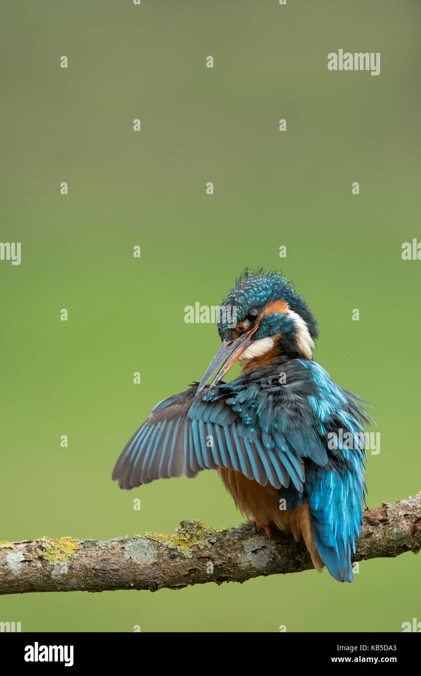 Les femelles (Kingfisher Kingfisher (Alcedo eurasienne) atthis) au lissage des ailes dans le West Yorkshire, Angleterre, Royaume-Uni, Europe Banque D'Images
