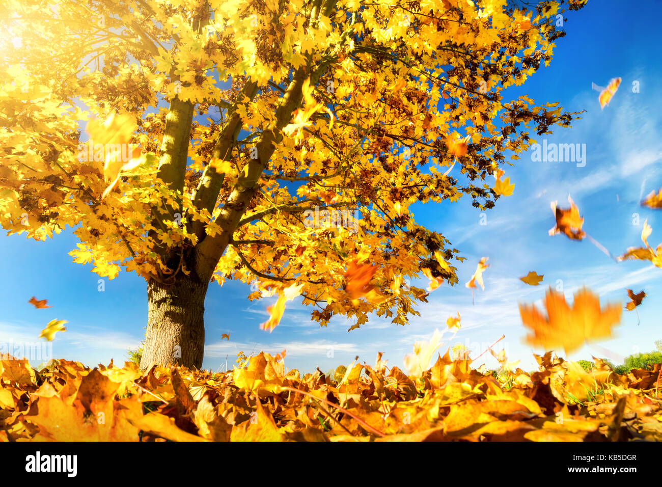 Érable contre le ciel bleu sur une belle journée d'automne, avec les feuilles jaunes tomber au sol Banque D'Images