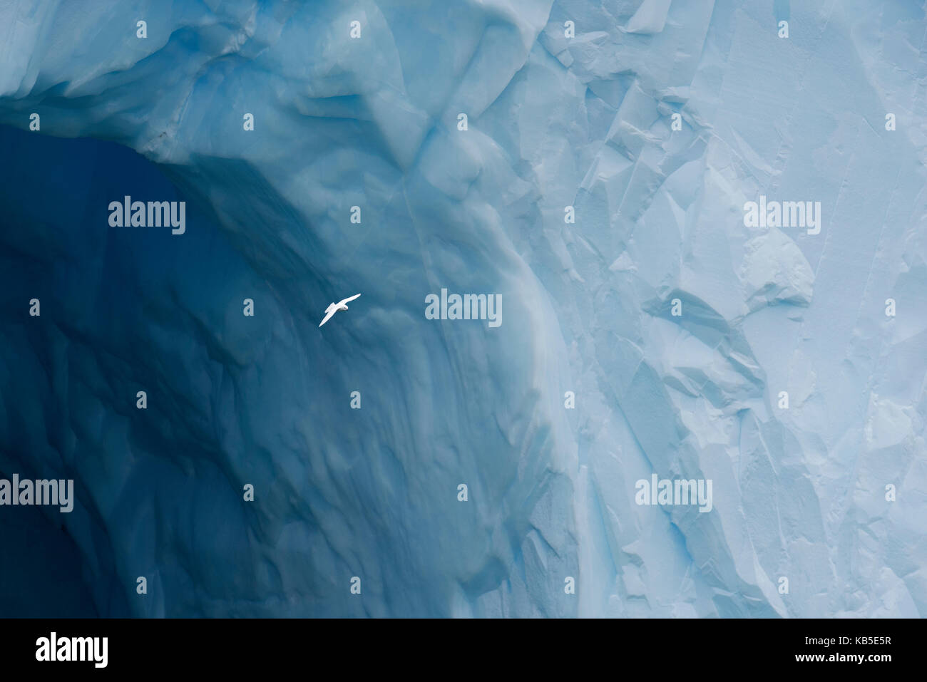 Pétrel des Neiges Pagadroma nivea nivea volant autour d'Iceberg au large de la Géorgie du Sud, l'océan du Sud Janvier Banque D'Images