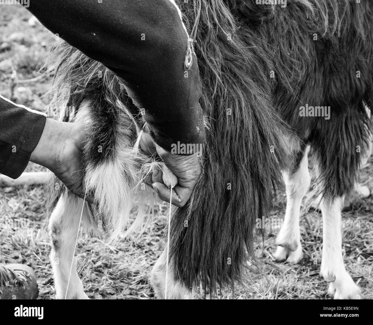 Close up de traite de chèvres dans les fermes traditionnelles. la traite. Image en noir et blanc Banque D'Images
