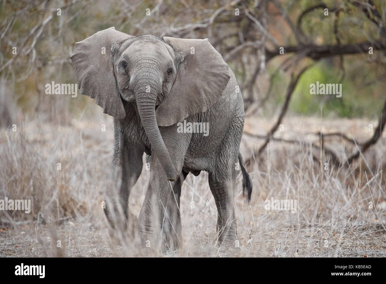 L'éléphant africain (Loxodonta africana) juvenile, Kruger National Park, Afrique du Sud, l'Afrique Banque D'Images