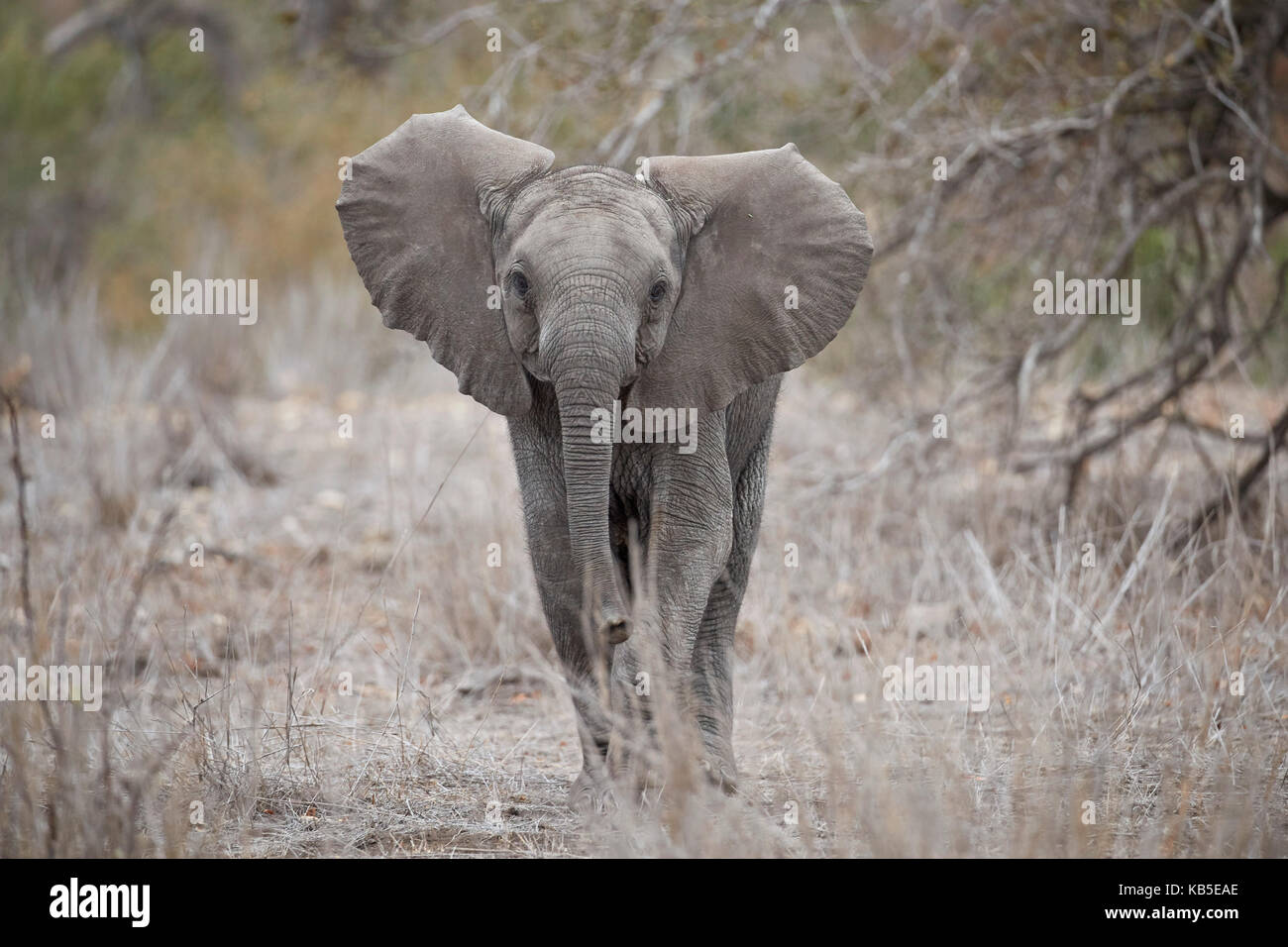 L'éléphant africain (Loxodonta africana) juvenile, Kruger National Park, Afrique du Sud, l'Afrique Banque D'Images