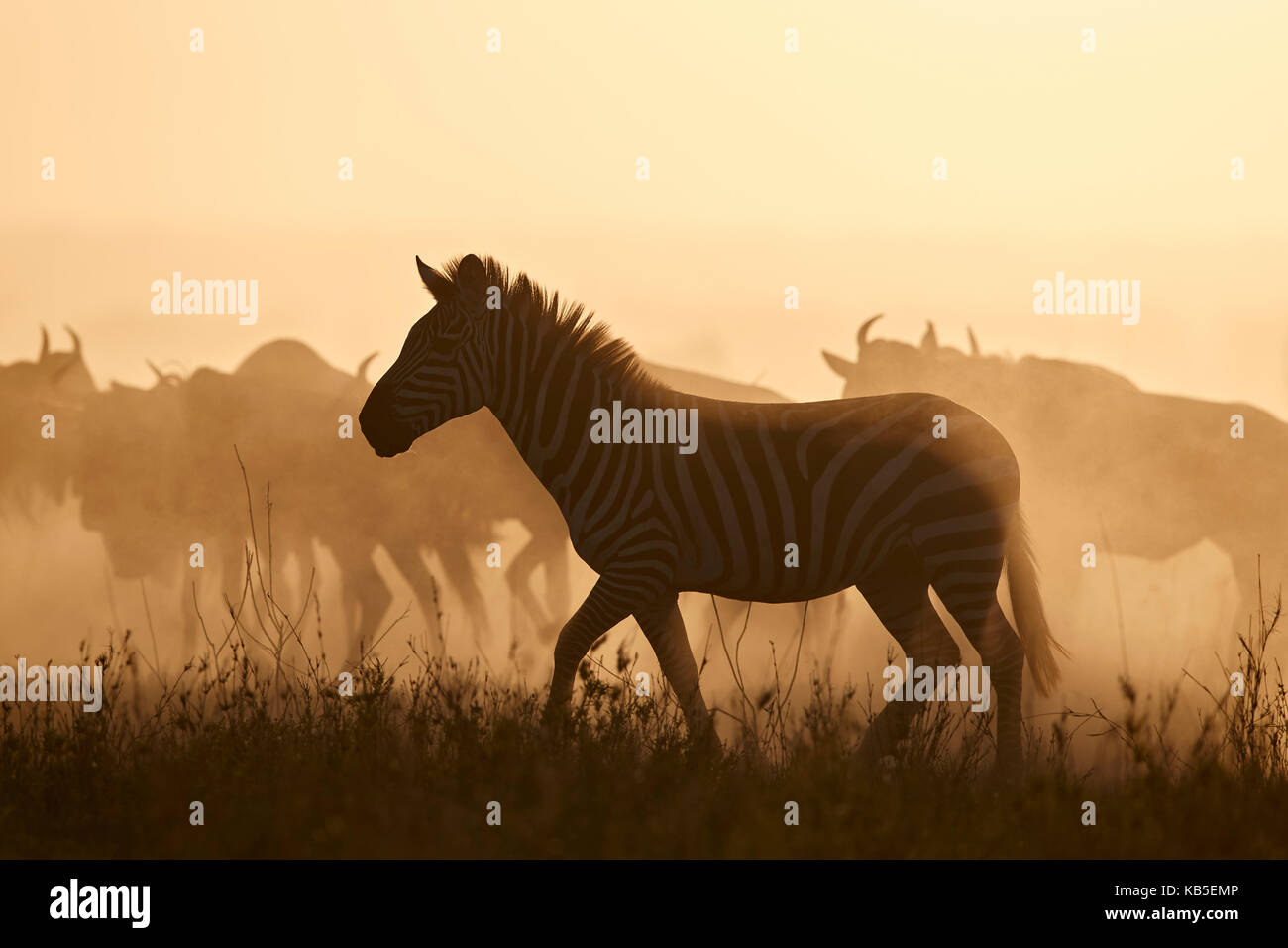 La migration, zebra commun (Equus burchelli) et blue wildebeest (Connochaetes taurinus), parc national de Serengeti, Tanzanie Banque D'Images