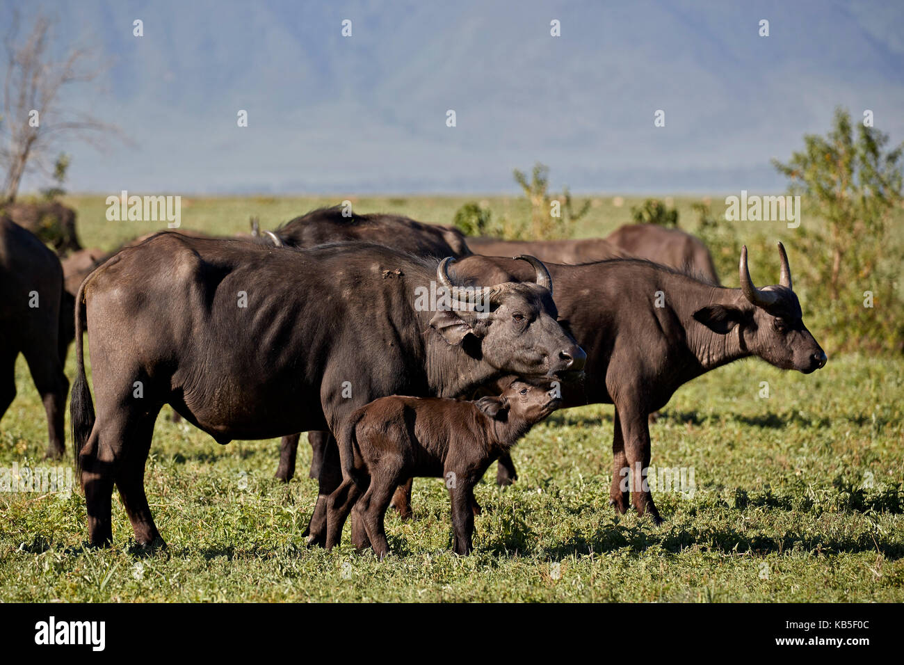 Buffle d'Afrique (Buffalo) (syncerus caffer) vache et veau, le cratère du Ngorongoro, en Tanzanie, Afrique de l'Est, l'Afrique Banque D'Images