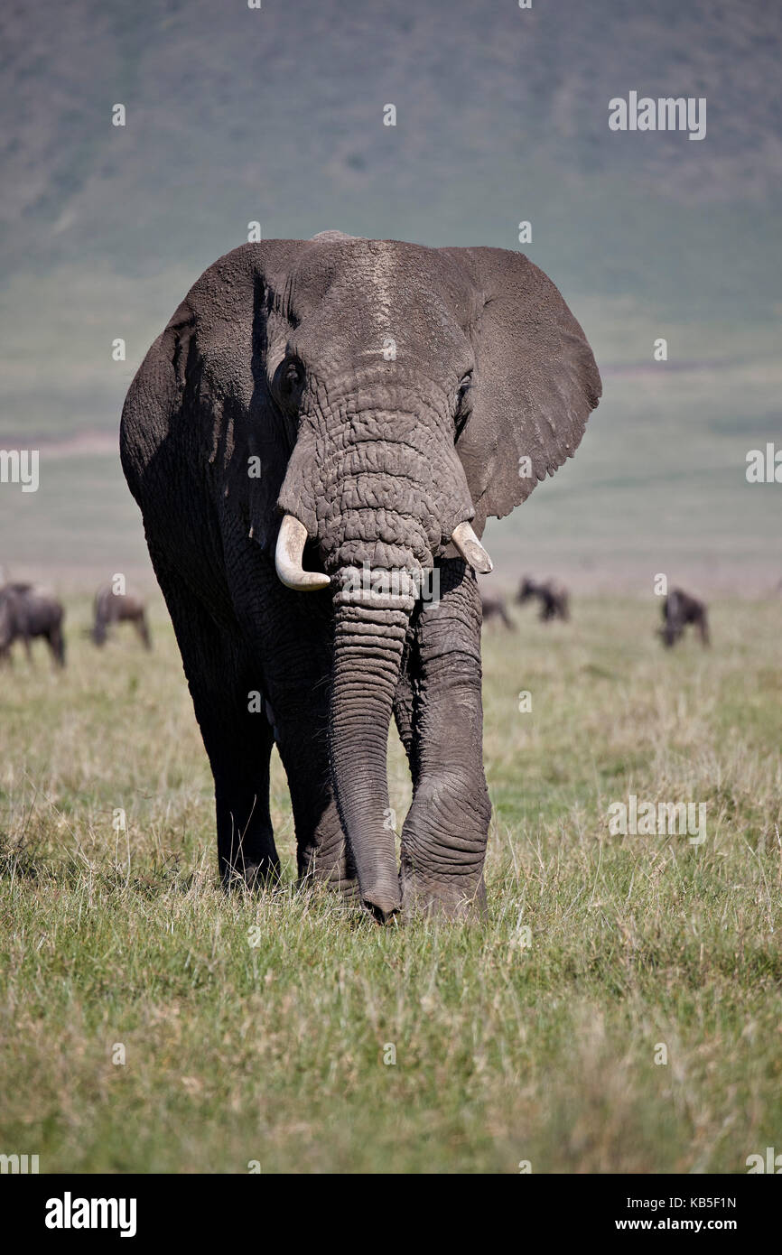 L'éléphant africain (Loxodonta africana) Bull, le cratère du Ngorongoro, en Tanzanie, Afrique de l'Est, l'Afrique Banque D'Images