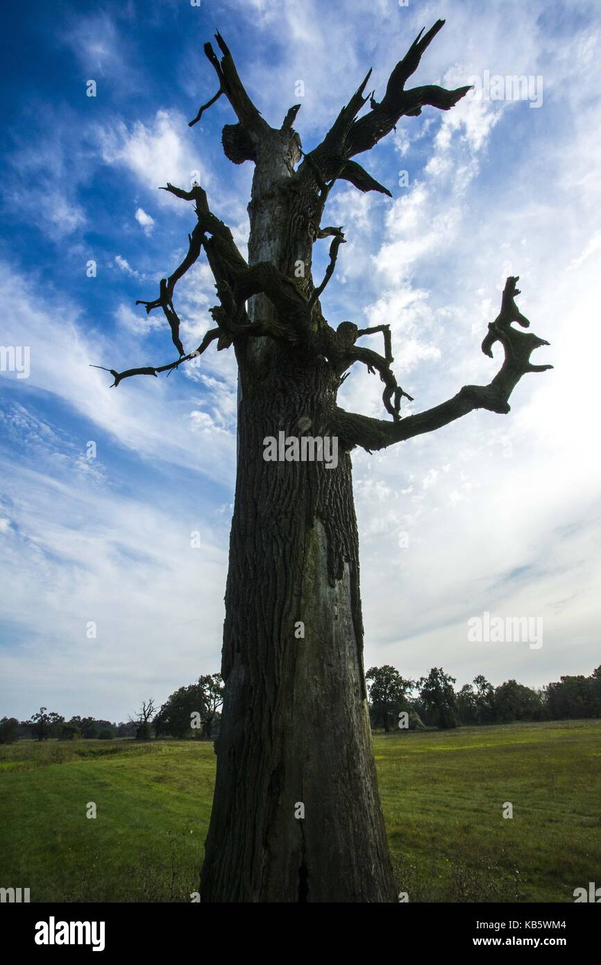 Rogalinek, wielkopolska, Pologne. Sep 27, 2017 27 septembre, 2017. rogalinek -, la Pologne - les premiers jours de l'automne parmi d'énormes vieux chênes (quercus robur) dans la vallée de la Warta river. c'est un des plus grand groupe des vieux chênes en Europe. Il y a une situation intéressante dans ce domaine parce que les deux chênes et les coléoptères (Cerambyx cerdo dont les larves se nourrissent entre autres sur les bois de chênes) sont protégés. crédit : dawid tatarkiewicz/zuma/Alamy fil live news Banque D'Images