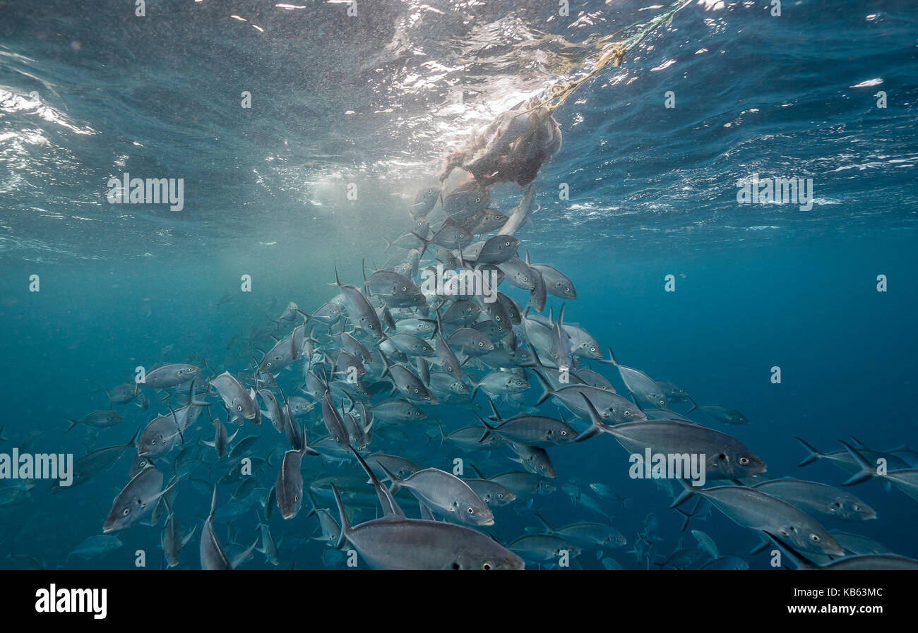 L'école de valets attaquer l'appât utilisé pour attirer les requins blancs, des îles Neptune, Australie du Sud. Banque D'Images