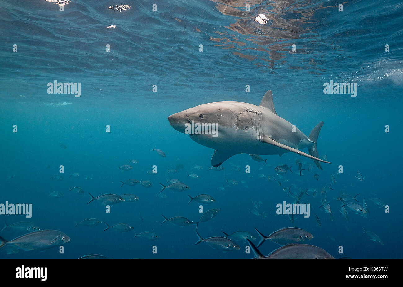 Grand requin blanc et carangues jacks, Neptune, Australie du Sud. Banque D'Images