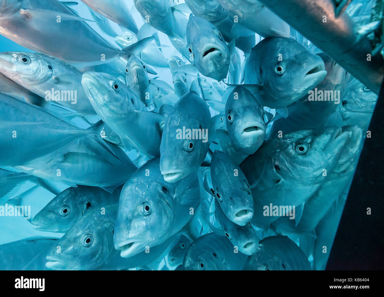 L'école de carangues à jacks dans une cage, requin des îles Neptune, Australie du Sud. Banque D'Images