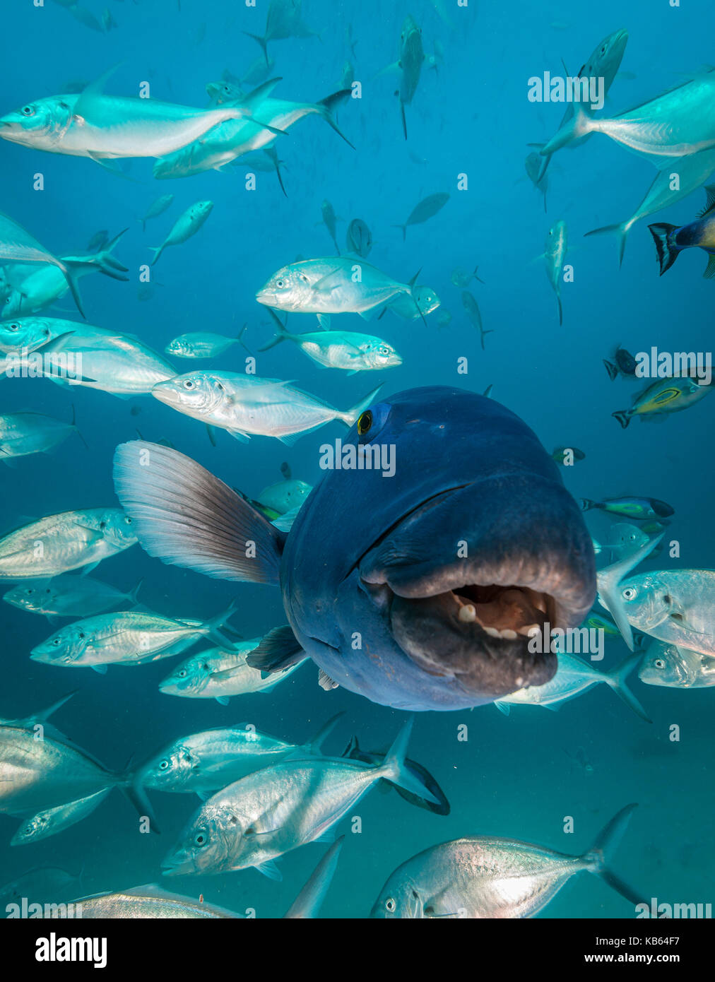 Vue rapprochée de la face d'un blue groper entre une école de valets, Neptune, Australie du Sud. Banque D'Images