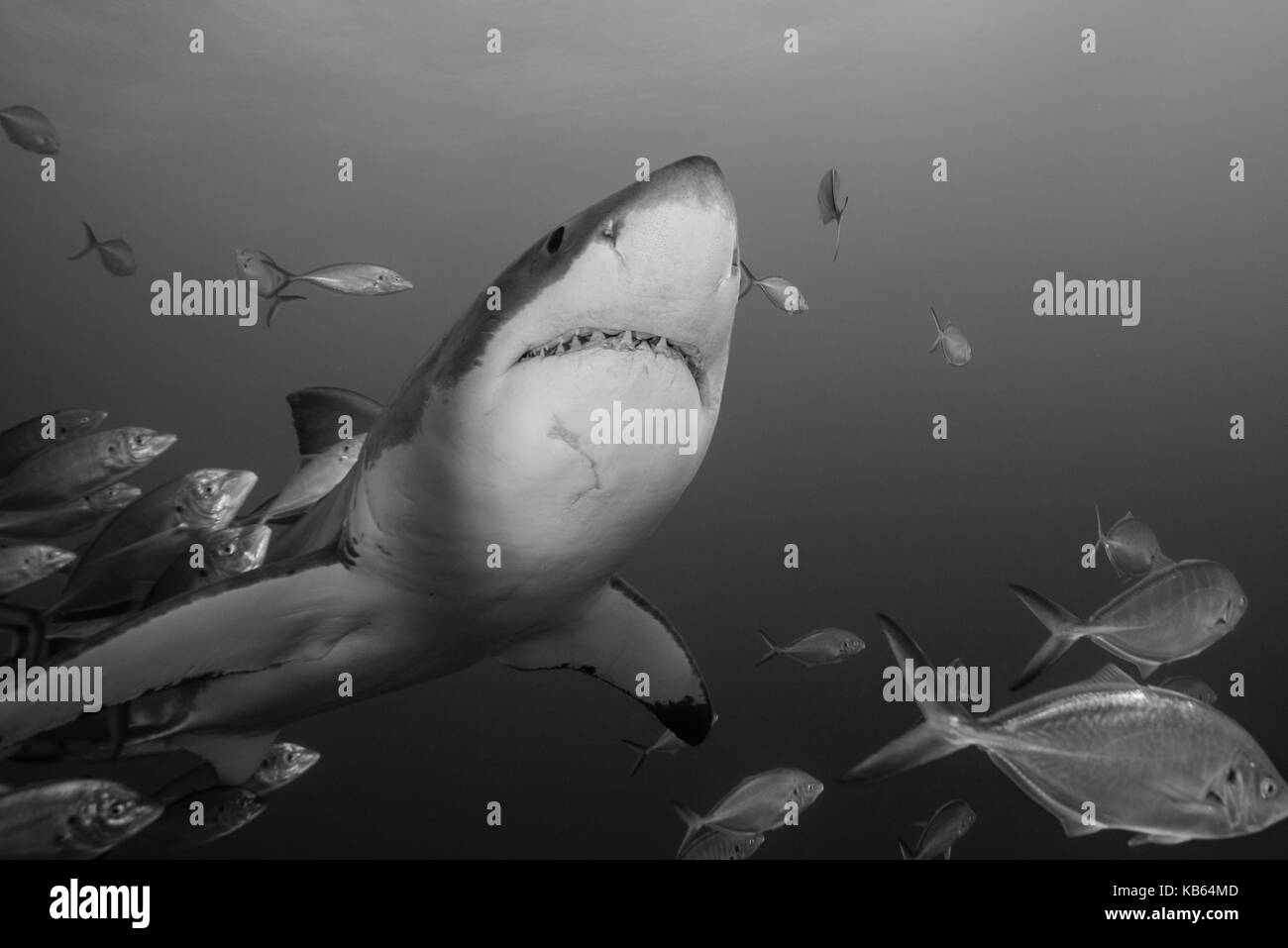 Grand requin blanc et carangues jacks, Neptune, Australie du Sud. Banque D'Images