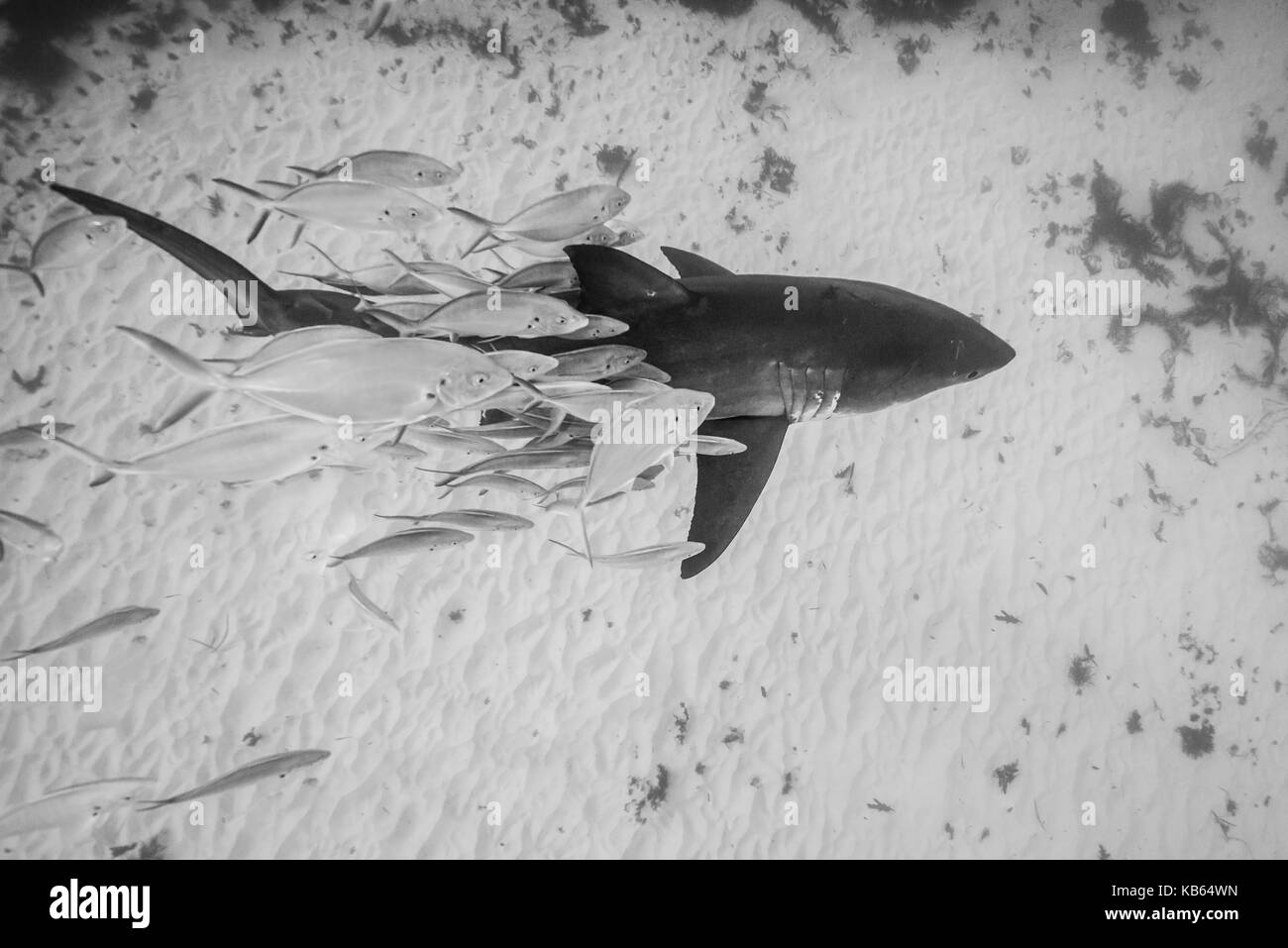 Grand requin blanc et carangues jacks, Neptune, Australie du Sud. Banque D'Images Grand requin blanc et carangues jacks, Neptune, Australie du Sud. Banque D'Images