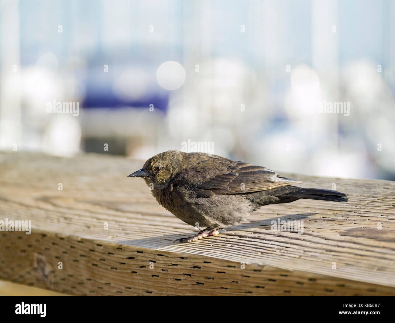 Cute little sparrow assis sur une plate-forme en bois Banque D'Images