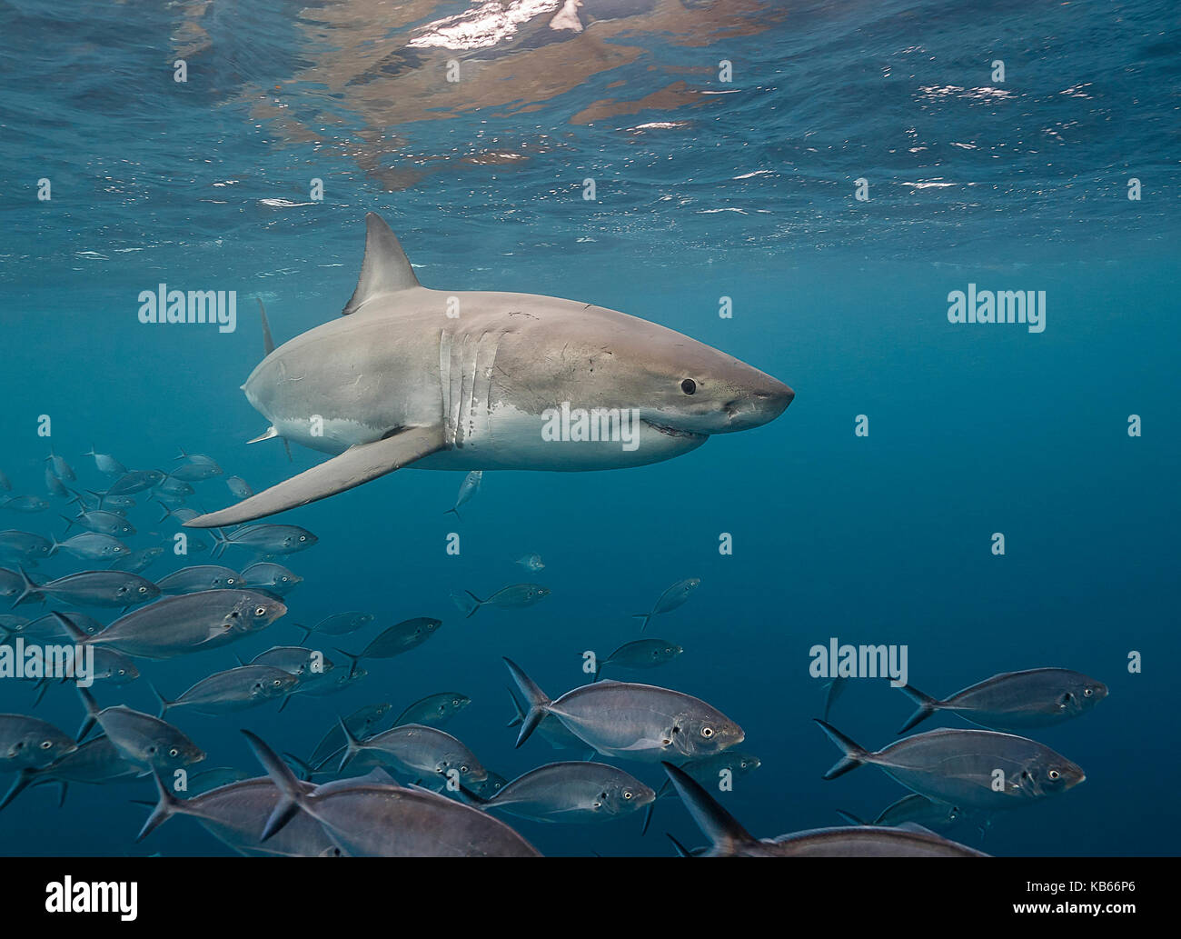 Grand requin blanc et carangues jacks, Neptune, Australie du Sud. Banque D'Images