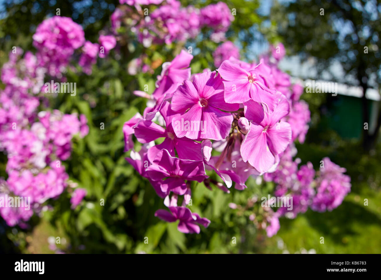 Gros plan de fleurs de phlox rose ensoleillées (Phlox paniculata) dans un jardin. Banque D'Images