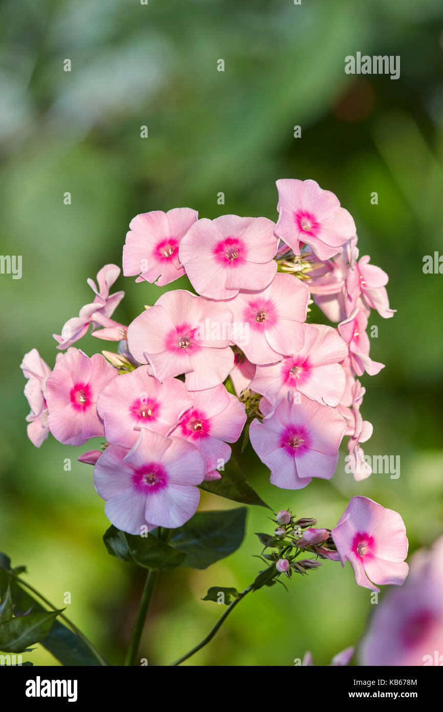 Phlox Rose Des Fleurs Dans Le Jardin Nom Scientifique