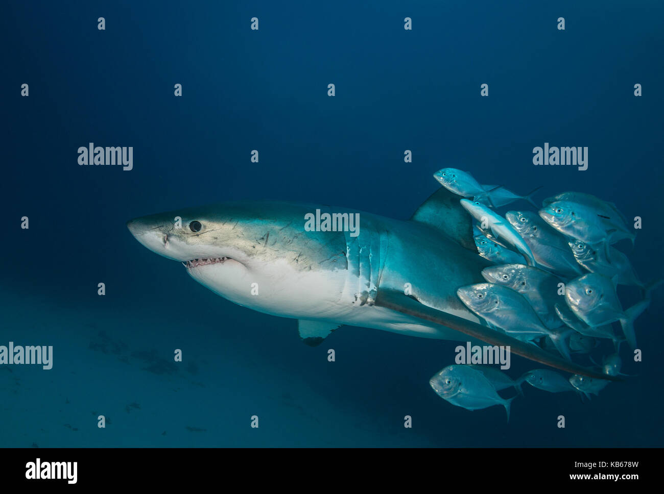 Grand requin blanc et carangues jacks, Neptune, Australie du Sud. Banque D'Images