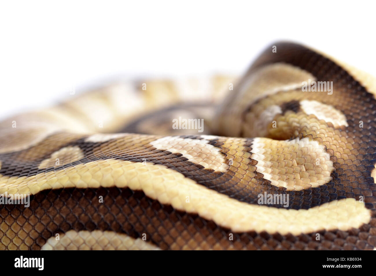 Close-up of a ball python (Python regius) balled dans un studio avec un fond blanc. Banque D'Images