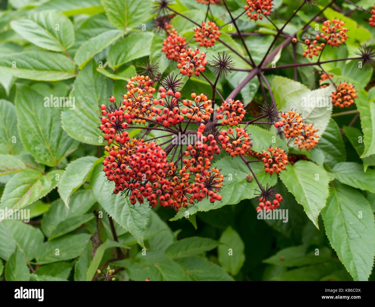 Sambucus racemosa, fruits rouges, Banque D'Images