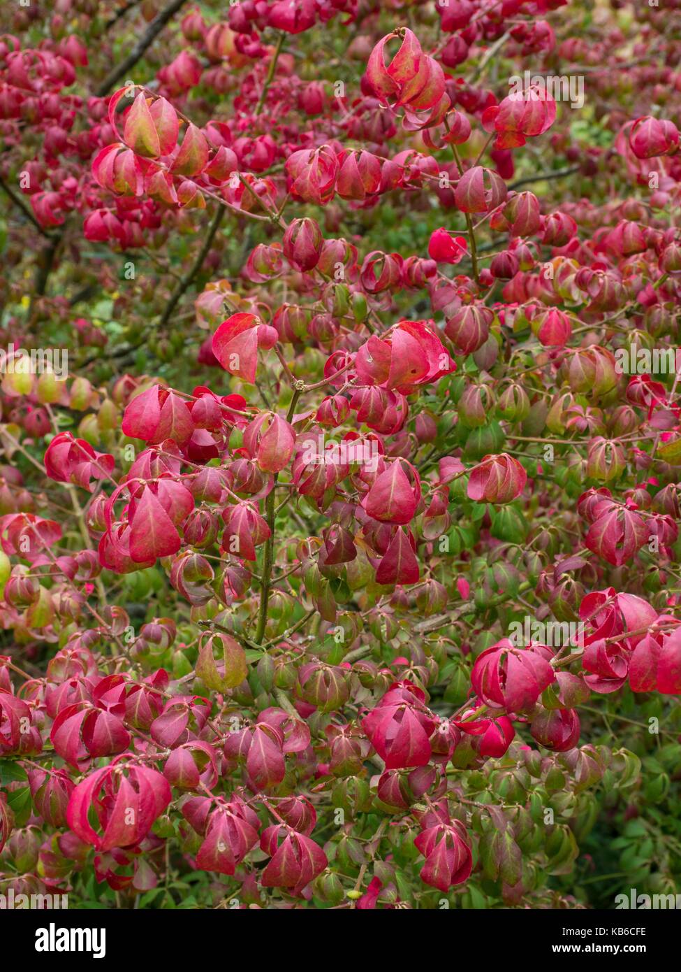 Euonymus alatus, winged spindle tree Banque D'Images