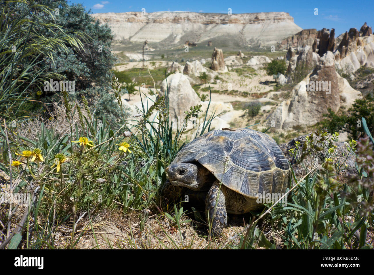 Tortue des steppes Banque de photographies et d’images à haute — free download
