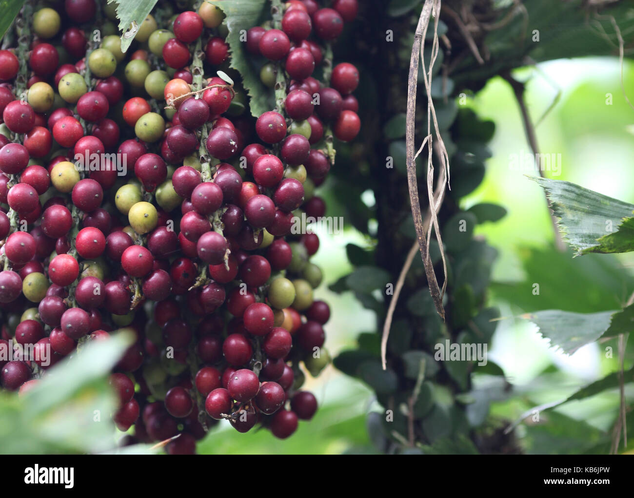 Le fruit d'une plante exotique de couleur rouge foncé, l'île de Bali, Indonésie Banque D'Images