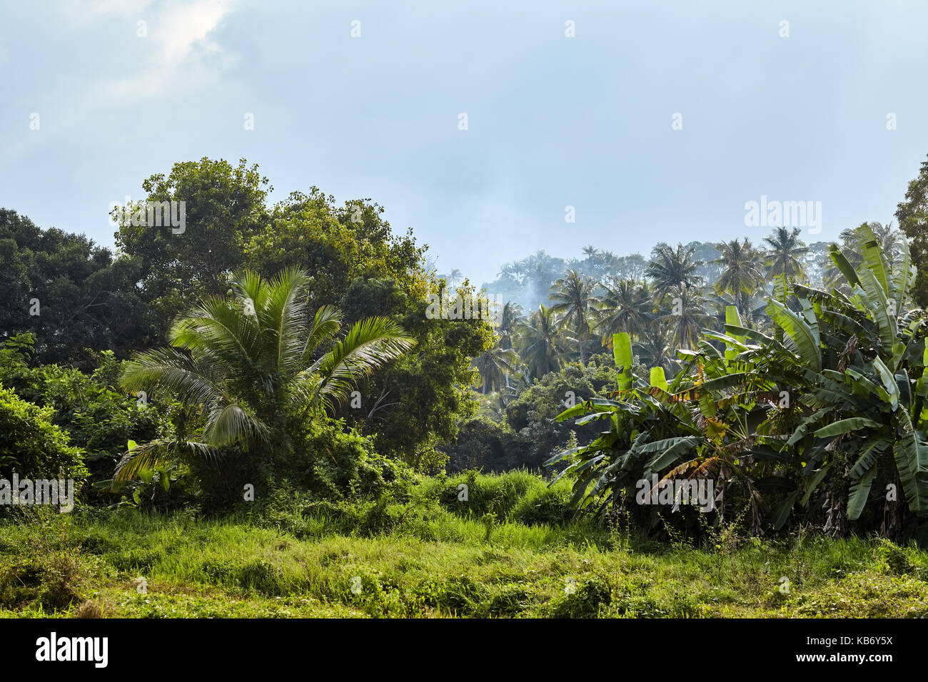 Paysage de jungle tropicale sous un soleil éclatant Banque D'Images