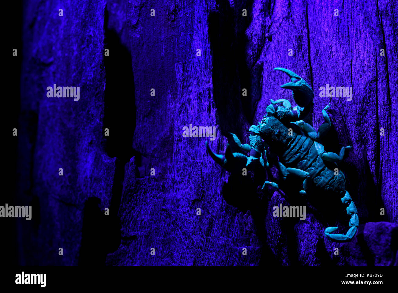 L'Afrique du Sud (scorpion opisthacanthus asper) illuminé par rayons ultraviolets, Afrique du Sud, du Limpopo, Kruger np Banque D'Images