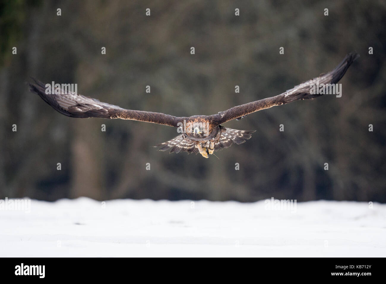 L'aigle royal (Aquila chrysaetos) en vol au-dessus de la neige, la République tchèque, la Bohême du sud, zdarske vrchy Banque D'Images