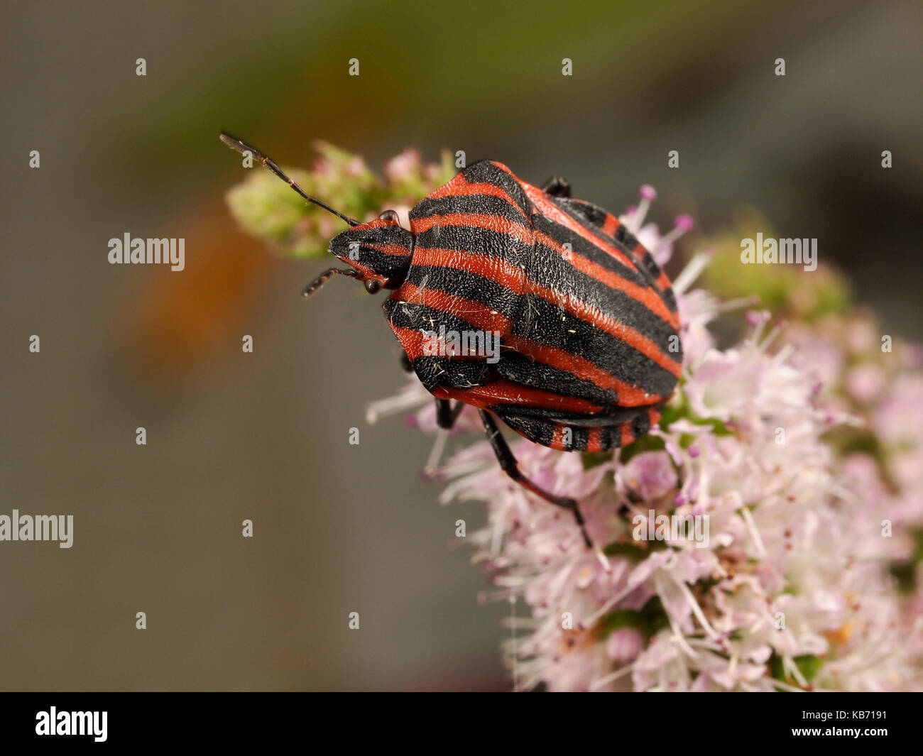 Rayé rouge et noir stink bug (graphosoma lineatum) grimpant sur un unidenfied fleur, france Banque D'Images