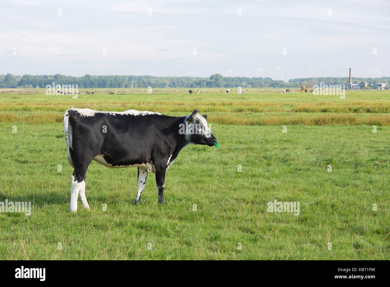 La vache (Bos taurus domesticus) standing in meadow, Pays-Bas, Gueldre, polder arkemheen Banque D'Images