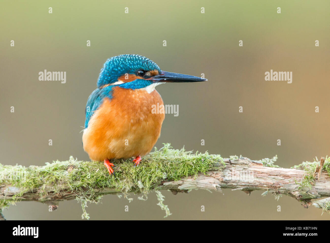 Kingfisher (Alcedo atthis commune) perché sur une branche moussue, en Angleterre, dans le Yorkshire Banque D'Images