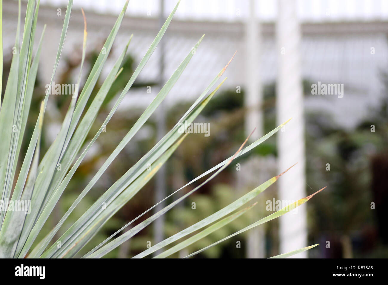 Les plantes dans le Palais de la croquette, Botanic Gardens, Glasgow, Ecosse Banque D'Images