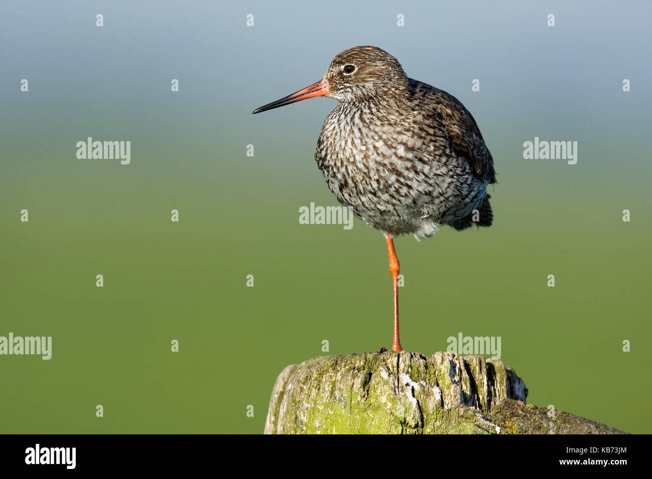 Chevalier gambette (Tringa totanus), arkemheen, Gueldre, Pays-Bas Banque D'Images