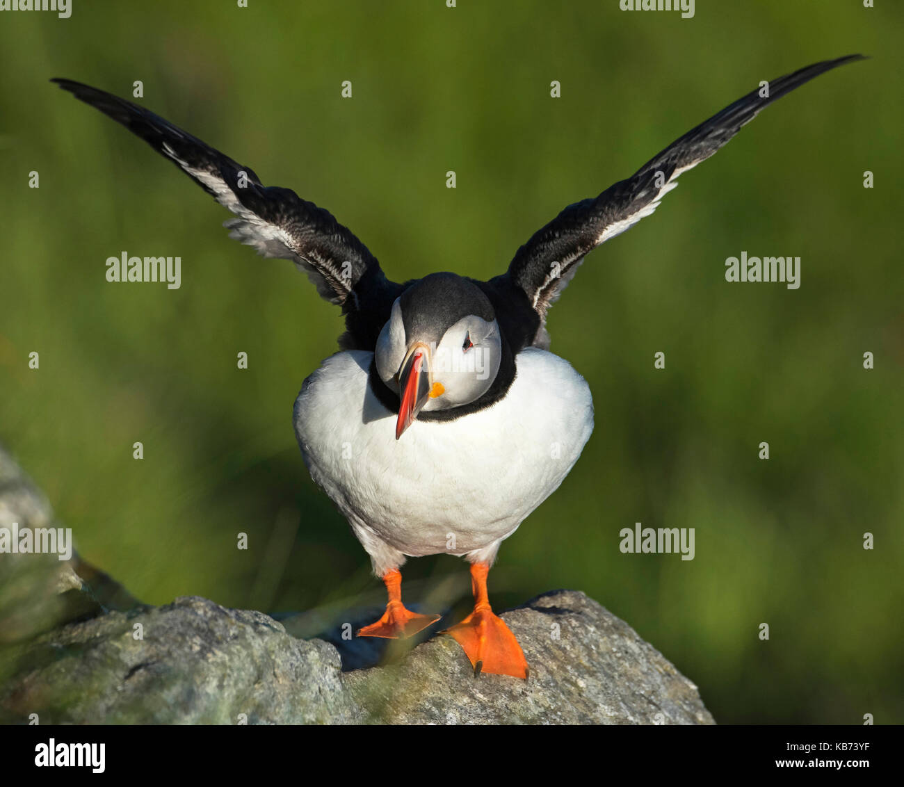 Macareux moine (Fratercula arctica) battre ses ailes et ses pieds d'estampage, de la norvège, more og Romsdal, runde island Banque D'Images