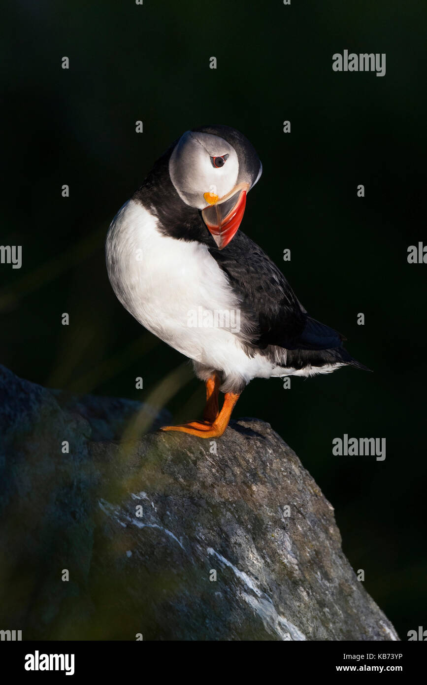 Macareux moine (Fratercula arctica), dans la charmante ville de poser sur un rocher dans la lumière de fin de soirée sur un fond sombre, la Norvège, more og Romsdal, runde island Banque D'Images