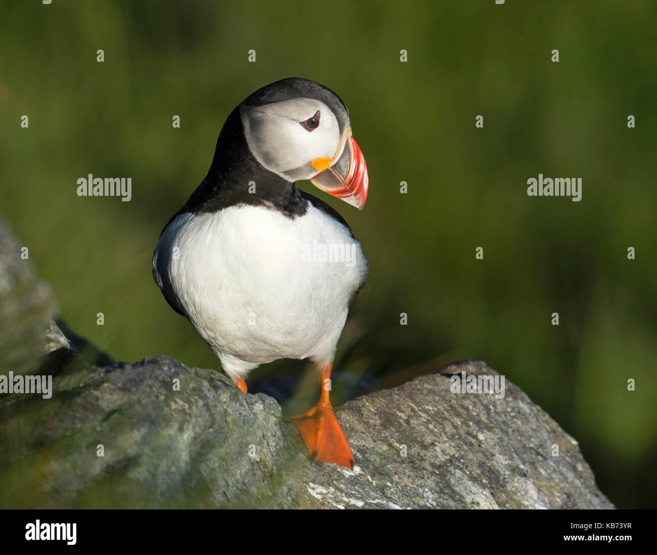 Macareux moine (Fratercula arctica) posant sur un rocher dans la lumière du soir, la Norvège, more og Romsdal, runde island Banque D'Images