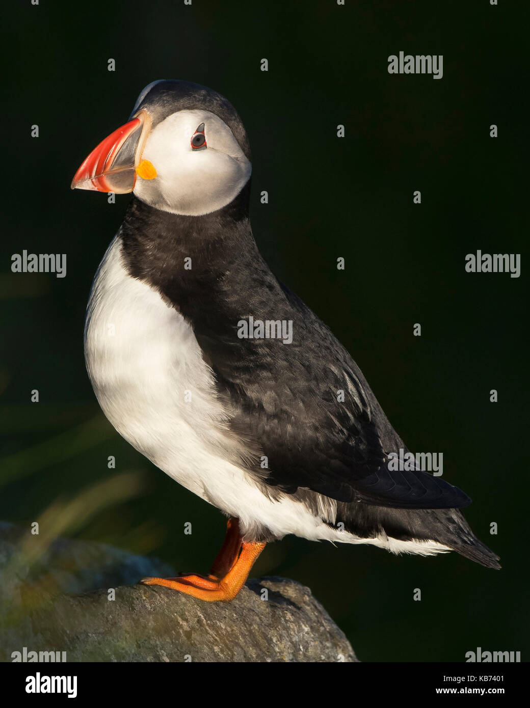 Macareux moine (Fratercula arctica) en pose mélancolique sur un rocher dans la lumière de fin de soirée sur un fond sombre, la Norvège, more og Romsdal, runde Banque D'Images