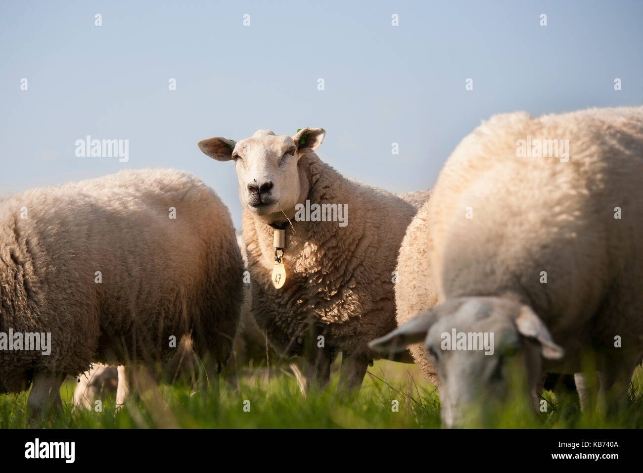 Le pâturage des moutons dans un pâturage, aux Pays-Bas, Limbourg Banque D'Images